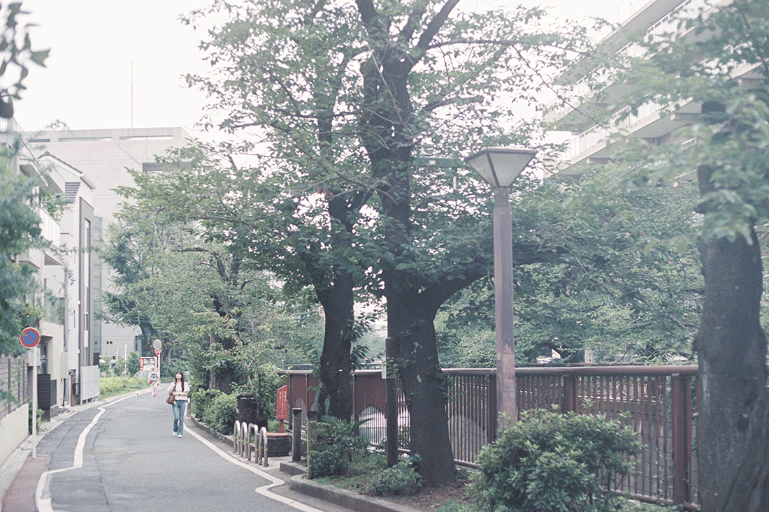 緑に囲まれた中目黒の川沿いの道