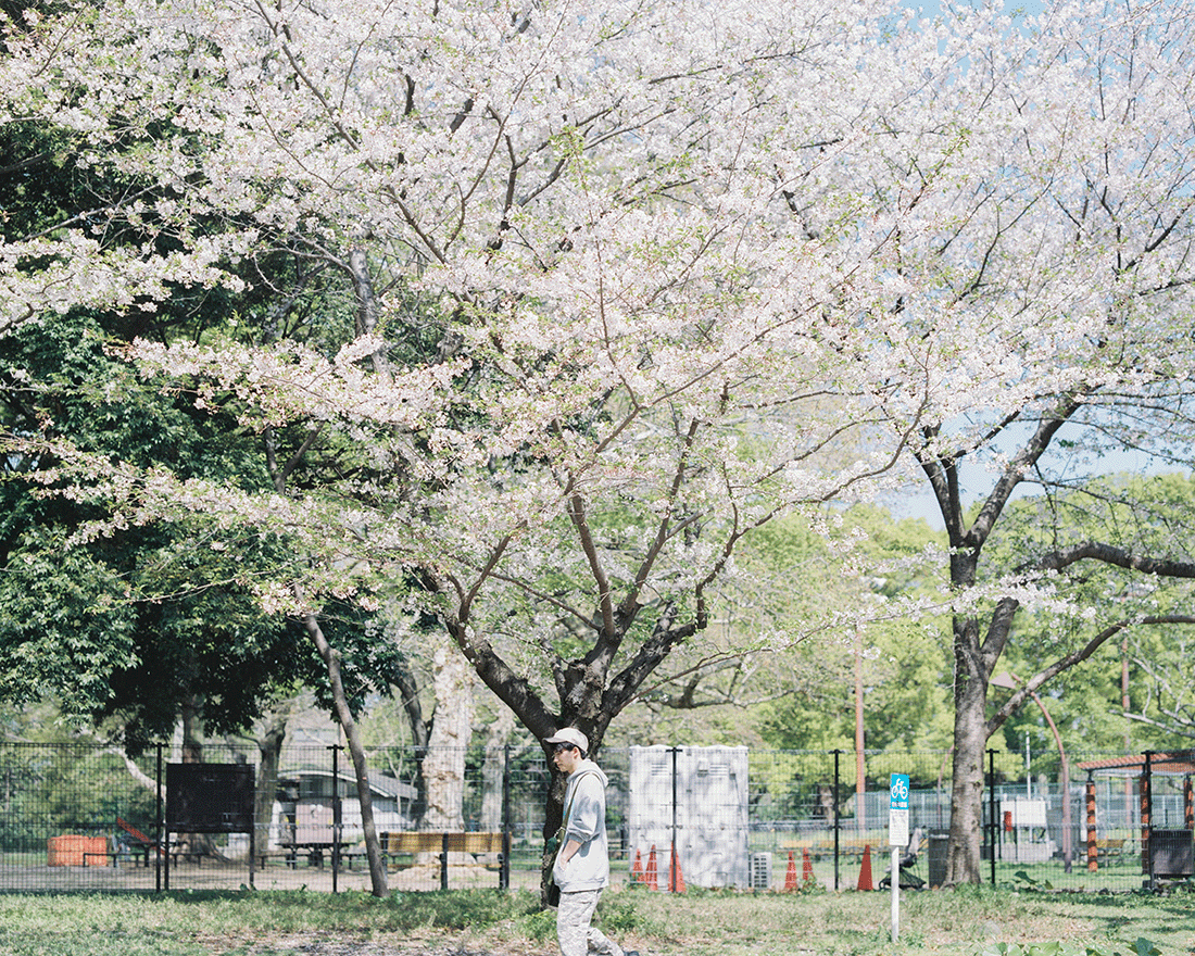 桜が咲く公園を歩く男性。