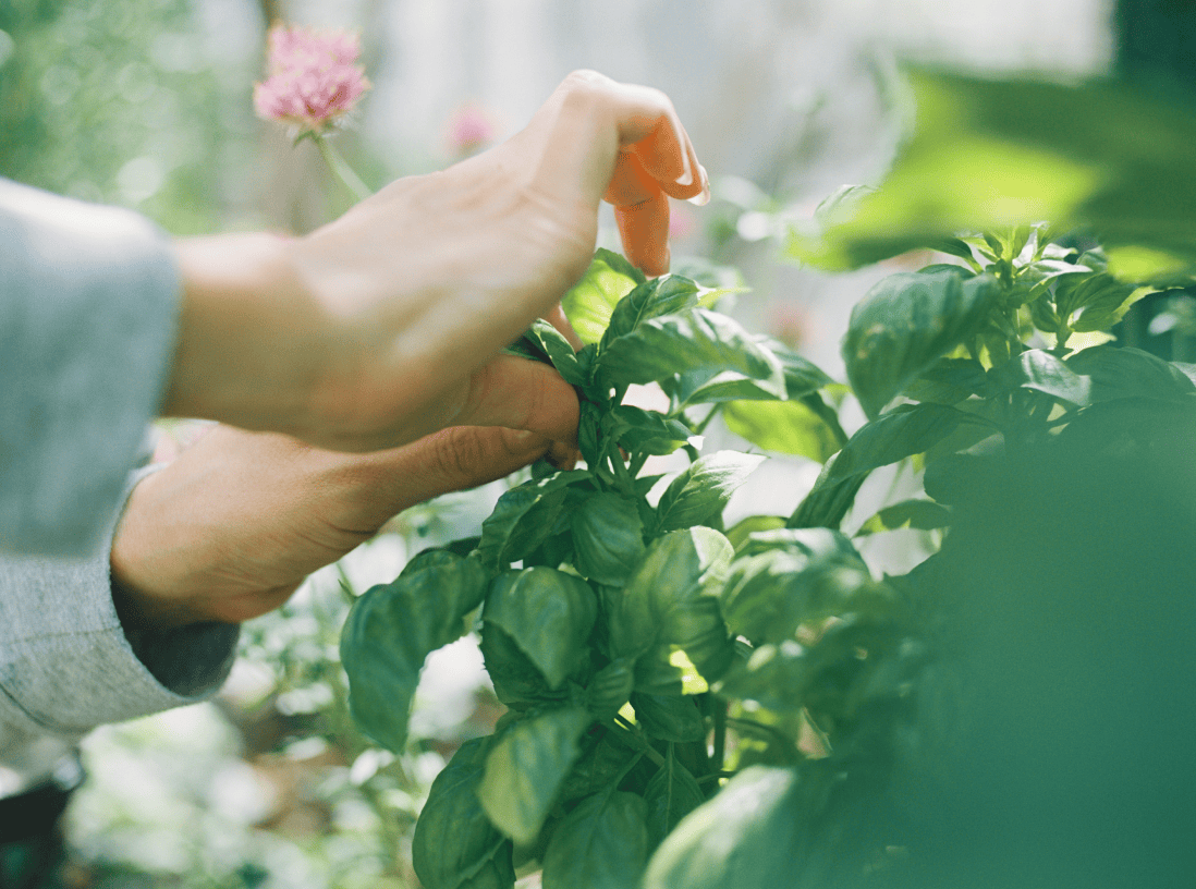 ハーブを収穫する様子の写真